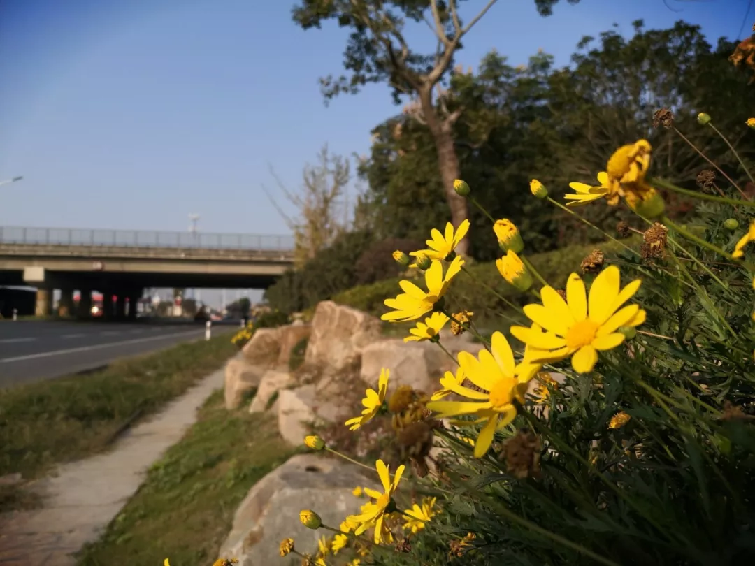 互通区替换草花，喜迎新年佳节